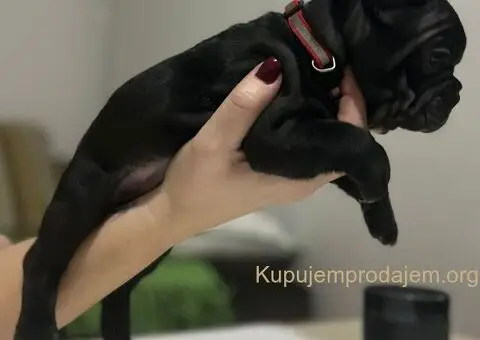 Na prodaju stenad francuskog buldoga, vrhunskog porekla - 4/6