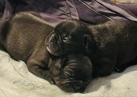 Na prodaju stenad francuskog buldoga, vrhunskog porekla - 5/6