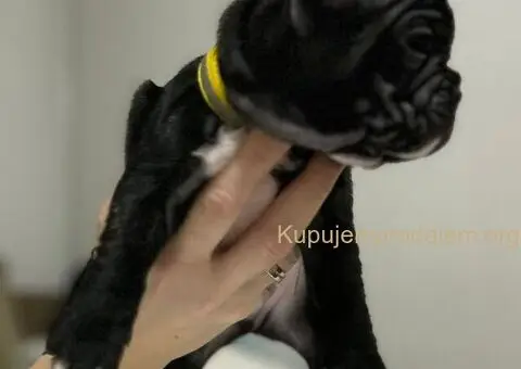 Na prodaju stenad francuskog buldoga, vrhunskog porekla - 6/6