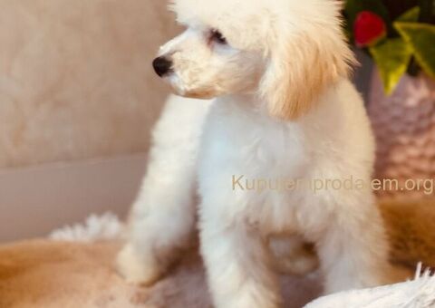 Patuljaste Aprikot Pudlice - 5/7