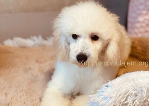 Patuljaste Aprikot Pudlice - 7/7