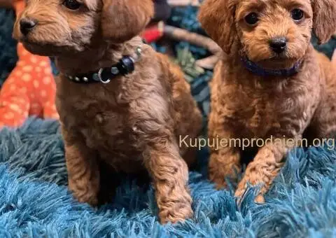 Toy Pudle na prodaju - 1/12