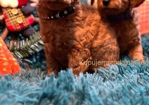 Toy Pudle na prodaju - 2/12
