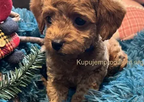 Toy Pudle na prodaju - 3/12