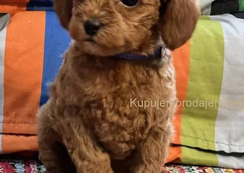 Toy Pudle na prodaju - 4/12