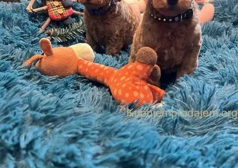 Toy Pudle na prodaju - 5/12
