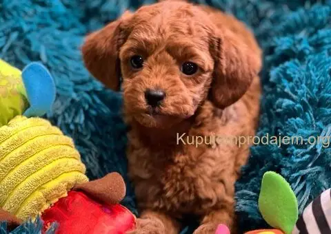 Toy Pudle na prodaju - 6/12