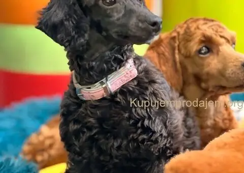 Toy Pudle na prodaju - 8/12