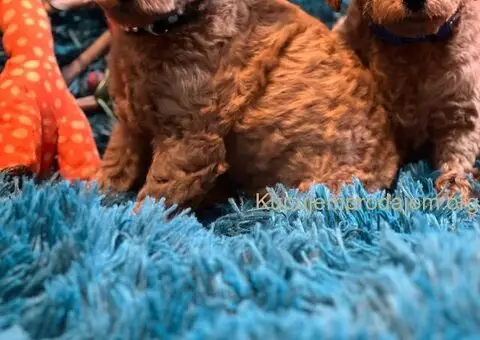 Toy Pudle na prodaju - 9/12