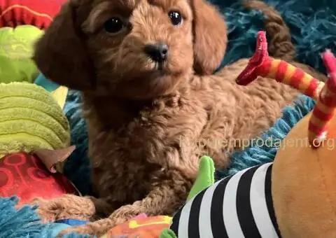 Toy Pudle na prodaju - 10/12