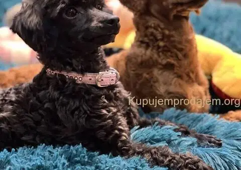 Toy Pudle na prodaju - 11/12