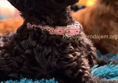 Toy Pudle na prodaju - 12/12