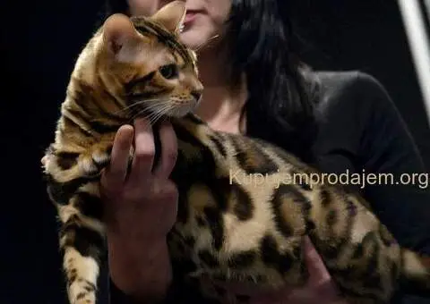 Bengalski Macici - 1/12