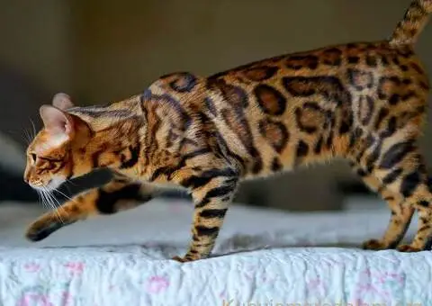 Bengalski Macici - 4/12