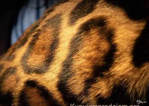 Bengalski Macici - 5/12