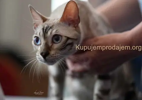 Bengalski Macici - 6/12