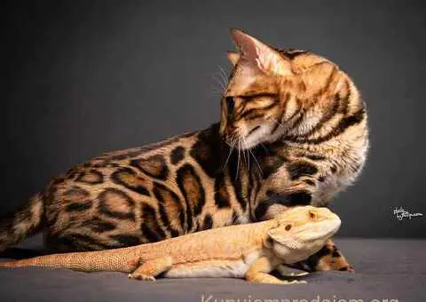 Bengalski Macici - 7/12