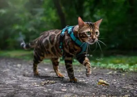 Bengalski Macici - 8/12