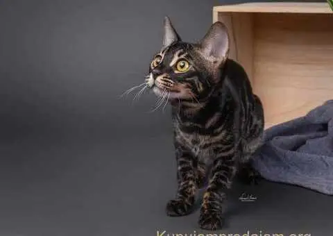 Bengalski Macici - 9/12