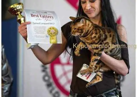 Bengalski Macici - 10/12