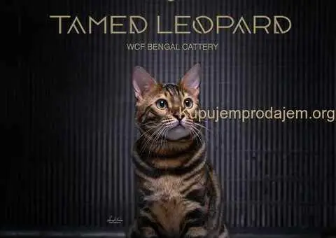 Bengalski Macici - 11/12