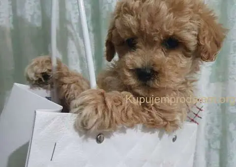 PUDLE preslatke, malene bebice, spremne su za prezimanje - 1/5