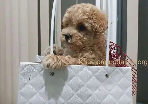 PUDLE preslatke, malene bebice, spremne su za prezimanje - 2/5