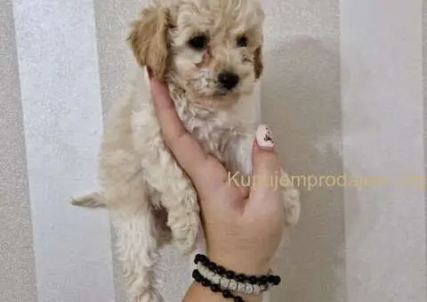 PUDLE preslatke, malene bebice, spremne su za prezimanje - 3/5