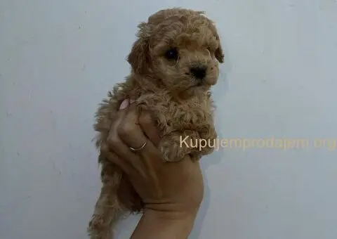 PUDLE preslatke, malene bebice, spremne su za prezimanje - 4/5
