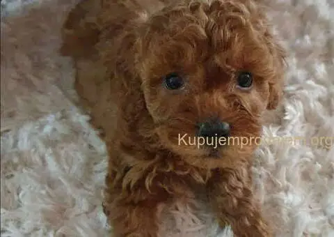 PUDLE preslatke, malene bebice, spremne su za prezimanje - 5/5