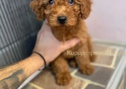 Crvena patuljasta pudla Top - 1/4