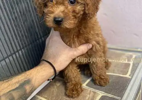 Crvena patuljasta pudla Top - 2/4