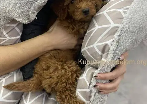 Crvena patuljasta pudla Top - 3/4