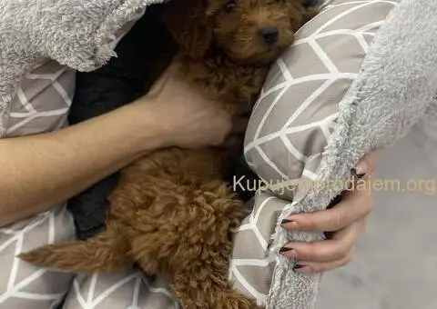 Crvena patuljasta pudla Top - 4/4