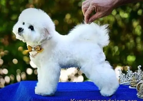 Kovrdžavi bišon muško štene - 1/12