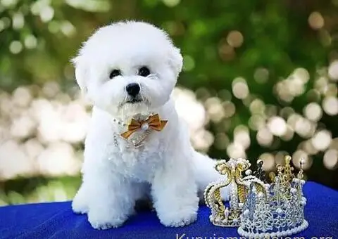 Kovrdžavi bišon muško štene - 2/12