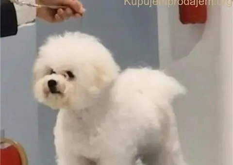 Kovrdžavi bišon muško štene - 3/12