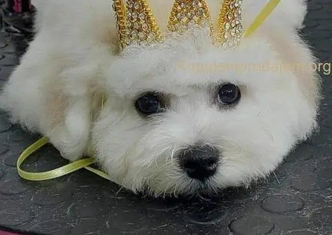 Kovrdžavi bišon muško štene - 4/12