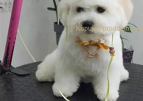 Kovrdžavi bišon muško štene - 5/12