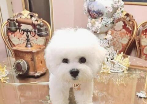 Kovrdžavi bišon muško štene - 6/12