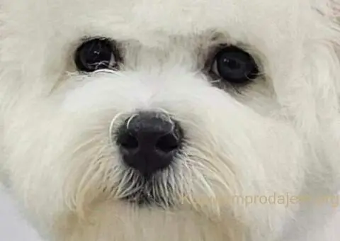 Kovrdžavi bišon muško štene - 7/12