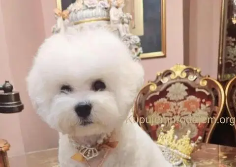 Kovrdžavi bišon muško štene - 8/12