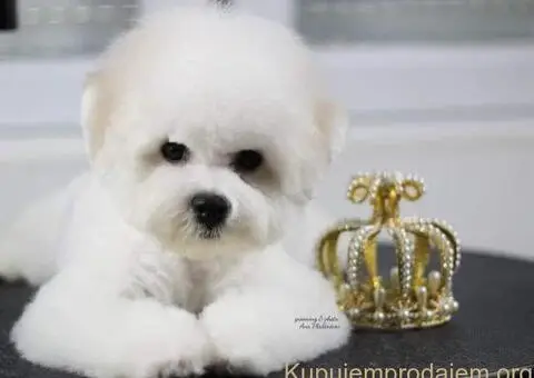 Kovrdžavi bišon muško štene - 9/12