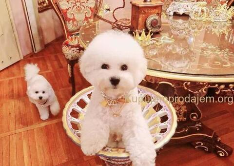 Kovrdžavi bišon muško štene - 10/12