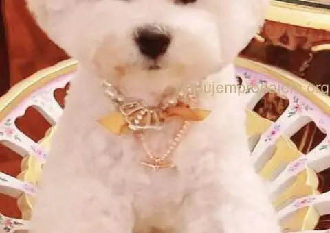 Kovrdžavi bišon muško štene - 11/12