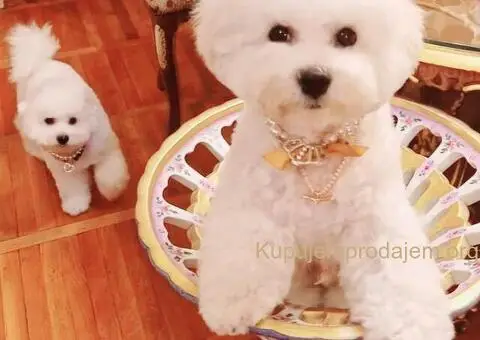 Kovrdžavi bišon muško štene - 12/12