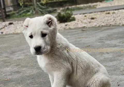 Na prodaju štenci SREDNJEAZIJSKOG OVČARA - 1/9