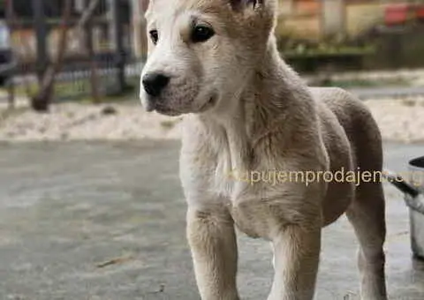 Na prodaju štenci SREDNJEAZIJSKOG OVČARA - 2/9