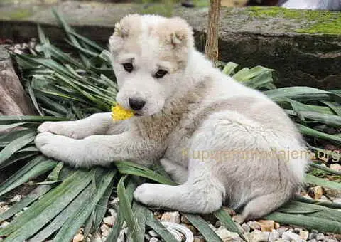 Na prodaju štenci SREDNJEAZIJSKOG OVČARA - 3/9