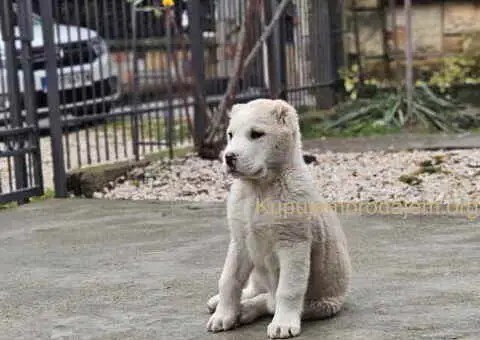 Na prodaju štenci SREDNJEAZIJSKOG OVČARA - 5/9